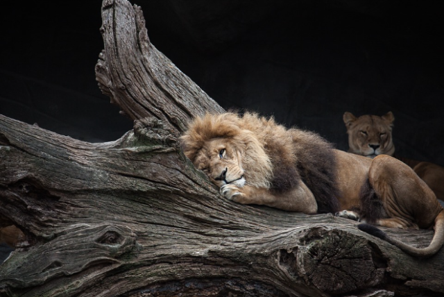 The Lion King by André Fernandes on 500px Sleeping animals, Animals, Animals bea